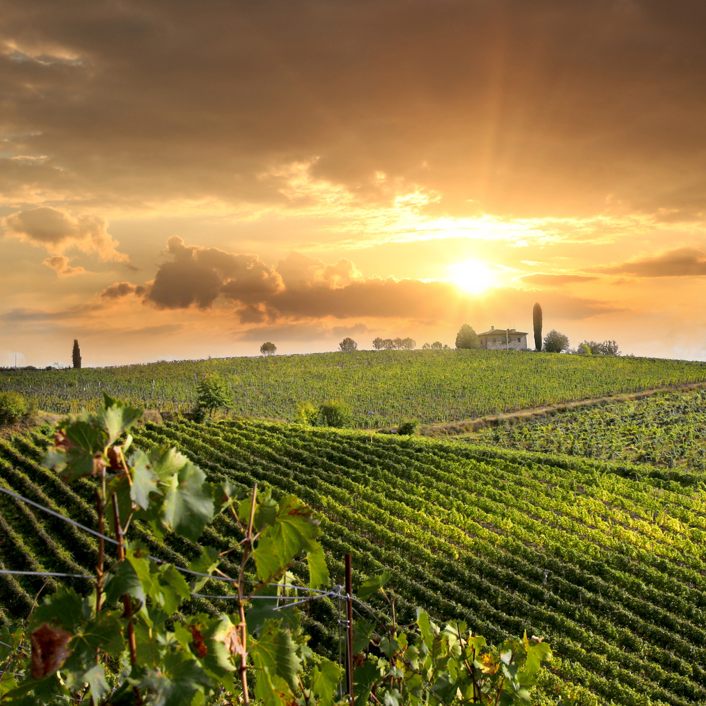 Vendemmia & colline